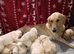 GOLDEN RETRIEVER PUPPIES (KC registered)