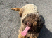 Kcreg chocolate miniature poodle female