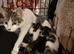 Three beautiful male kittens ready in three weeks