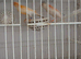 Dimorphic canaries for sale