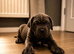 Exceptional Cane Corso Puppies &ndash; Elite Bloodlines