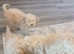 Gorgeous Cockapoo puppies
