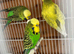 Expedition budgies