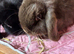 Mini lop female