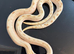 ABSOLUTELY AMAZING PAIR OF FROST CONDA HET LAVENDER HOGNOSE