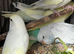 BEAUTIFUL BABY BUDGIES FOR SALE