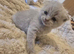 Adorable Scottish Fold Kittens looking for Forever Home