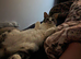 2 beautiful loving cats