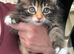 2 beautiful kittens brother and sister