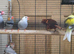 11 canaries cocks and hens