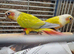 Proven pair mutatation conure