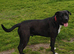 Cane corso coming soon