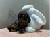 Miniature dachshund
