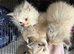 Tri colour Ragdoll's