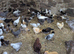 Polish Pullets (girls) 10-12 weeks old - all colours