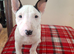 Stunning English bull terrier pups
