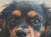 Cavalier king charles 7 months