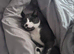 Blue and white male cat