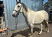17.2 irish draught cross gelding