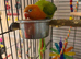 Baby orange and green lovebird