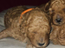 Licensed breeder, kennel club tiny red toy poodles