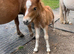 Gorgeous chestnut colt foal