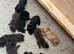 Beautiful Labrador Retriever puppies.