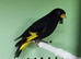 Black siskins