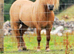 Mare&filly foal