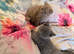 2 Scottish Fold boys
