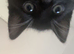 Kitten