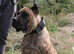 Presa Canario female