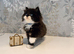 REDUCED 1 LEFT Beautiful Long-Haired Persian - PKD neg