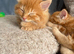 4 beautiful male ginger kittens