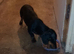 Daisy 7 month old dachshund