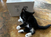 Tom kitten thinks he’s a puppy as our dog helped raise him