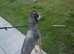 Wheaton whippet Saluki grey