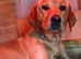 RKC REG'D GOLDEN YELLOW BEAUTIFUL LAB PUPS