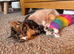 4 adorable fluffy ragdoll cross kittens