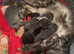 Mainecoon x babies