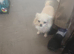 Female chihuahua long coat
