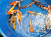 koi carp from &pound;5to &pound;65