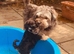 Gorgeous Tan and liver miniature schnauzer puppies