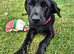 Labrador Pups For sale