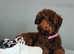 Toy poodle studs