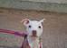 Puppy need rehomes
