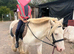 5 year old 12hh gelding cob buddy for sale