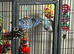 Parrotlets