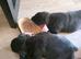 Bullador puppies