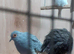 Diamond Dove Colony X 10